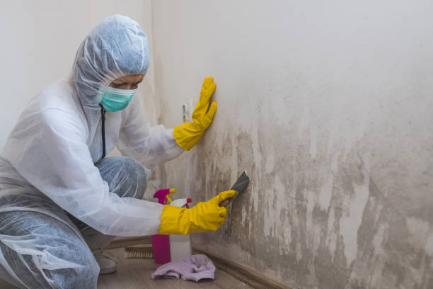 Best Mold Remediation for Healthcare Facilities  in Gering, NE